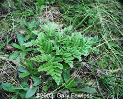 Attēlu rezultāti vaicājumam “Botrychium multifidum”