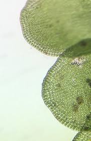 Attēlu rezultāti vaicājumam “Odontoschisma sphagni”