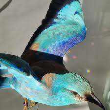 Attēlu rezultāti vaicājumam “Coracias garrulus adult”