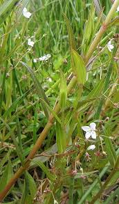 Attēlu rezultāti vaicājumam “Veronica scutellata fruit”