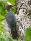 Birding2asia.com Expert guided birding tours on Sulawesi and ...