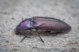 Attēlu rezultāti vaicājumam “Selatosomus aeneus”