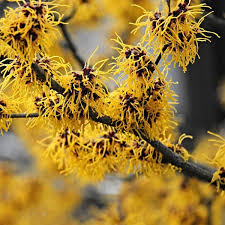 Attēlu rezultāti vaicājumam “Hamamelis virginiana flower”