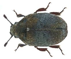 Attēlu rezultāti vaicājumam “Byrrhidae”