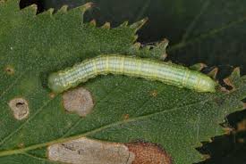 Attēlu rezultāti vaicājumam “Leucodonta bicoloria imago”