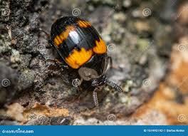 Attēlu rezultāti vaicājumam “Diaperis boleti nest”