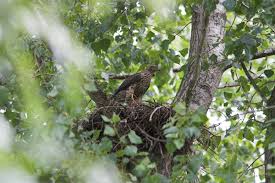 Attēlu rezultāti vaicājumam “Accipiter gentilis nest”