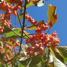 Attēlu rezultāti vaicājumam “Euonymus europaeus fruit”