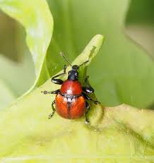 Attēlu rezultāti vaicājumam “Attelabus nitens”