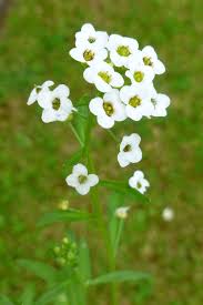 Image result for Iberis amara