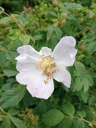 Attēlu rezultāti vaicājumam “Rosa villosa”