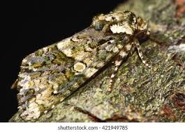 Attēlu rezultāti vaicājumam “Craniophora ligustri”