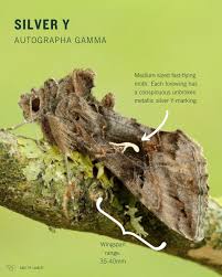 Attēlu rezultāti vaicājumam “Autographa gamma”
