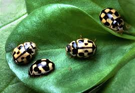 Attēlu rezultāti vaicājumam “Propylea quatuordecimpunctata”