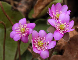 Attēlu rezultāti vaicājumam “xComagaria rosea  flower”