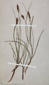 Attēlu rezultāti vaicājumam “Blysmus compressus leaf”