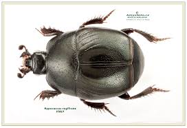 Attēlu rezultāti vaicājumam “Hypocaccus rugiceps”