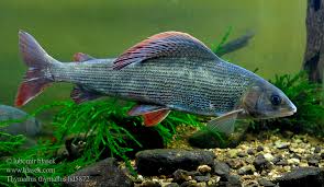 Image result for Salmo zrmanjaensis