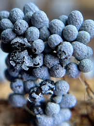 Attēlu rezultāti vaicājumam “Badhamia utricularis macro”