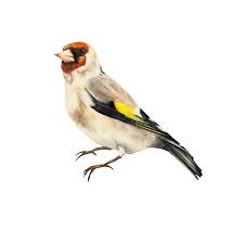 Attēlu rezultāti vaicājumam “Carduelis carduelis”