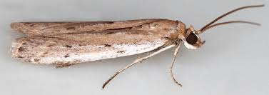 Attēlu rezultāti vaicājumam “Phycitodes binaevella”