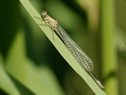 Attēlu rezultāti vaicājumam “Ischnura elegans”