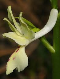 Attēlu rezultāti vaicājumam “Orchis mascula bud”