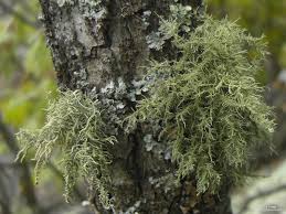 Attēlu rezultāti vaicājumam “Usnea hirta”