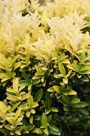 Attēlu rezultāti vaicājumam “Euonymus flower”