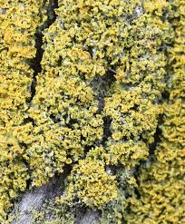 Attēlu rezultāti vaicājumam “Xanthoria candelaria”