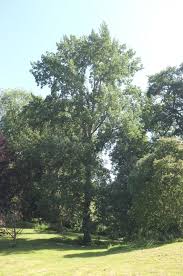 Attēlu rezultāti vaicājumam “Populus tremula”