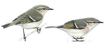 Image result for Phylloscopus humei