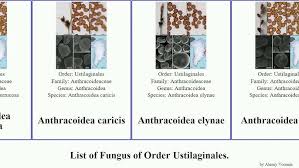 Attēlu rezultāti vaicājumam “Anthracoidea”