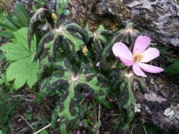 Attēlu rezultāti vaicājumam “Podophyllum hexandrum flower”