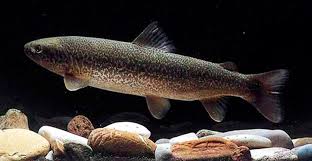 Image result for Salmo dentex