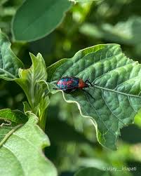 Attēlu rezultāti vaicājumam “Zicrona caerulea nymph”