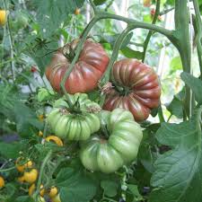 Afbeeldingsresultaat voor purple calabash tomato
