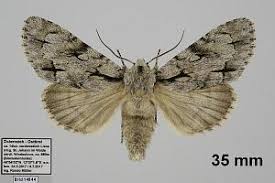 Attēlu rezultāti vaicājumam “Acronicta cuspis”