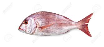 Image result for Dentex dentex