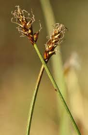 Attēlu rezultāti vaicājumam “Carex dioica male flower”