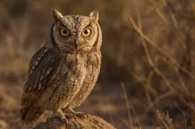 Image result for Otus scops