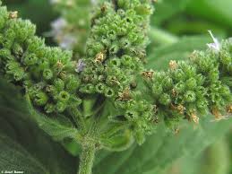 Attēlu rezultāti vaicājumam “Mentha longifolia”