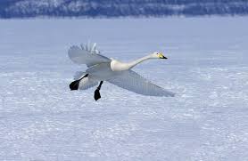 Attēlu rezultāti vaicājumam “Cygnus cygnus adult”