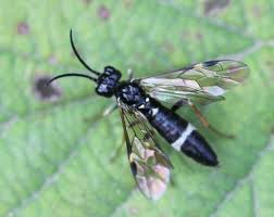 Attēlu rezultāti vaicājumam “Allantus cinctus”