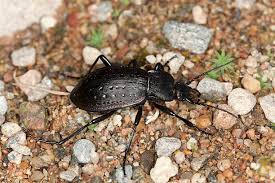 Attēlu rezultāti vaicājumam “Carabus hortensis”