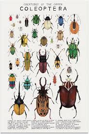 Attēlu rezultāti vaicājumam “Coleoptera”