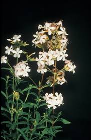 Attēlu rezultāti vaicājumam “Saponaria officinalis flower”