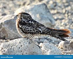 Image result for Chordeiles minor