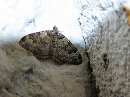 Attēlu rezultāti vaicājumam “Xanthorhoe fluctuata”