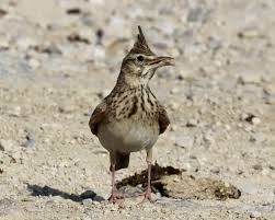 Attēlu rezultāti vaicājumam “Galerida cristata”